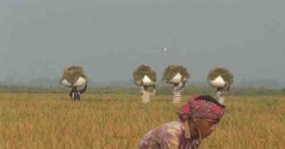 ১৯ লাখ মেট্রিক টন খাদ্যশস্য কেনার সিদ্ধান্ত নিয়েছে সরকার