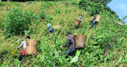 জুমের ধান কাটা শুরু, সবুজ পাহাড়ে